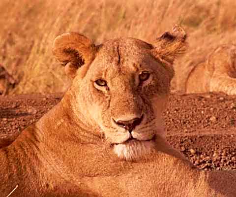 Lion 2