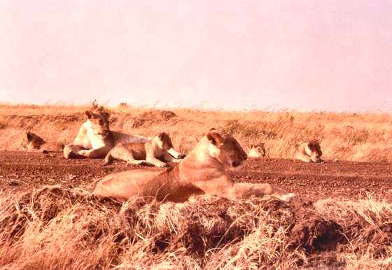 Lion 3