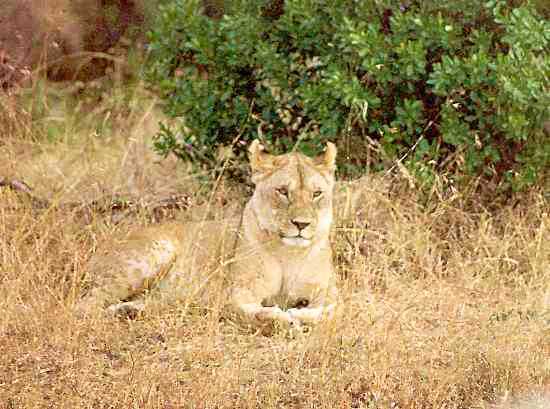Lion 4