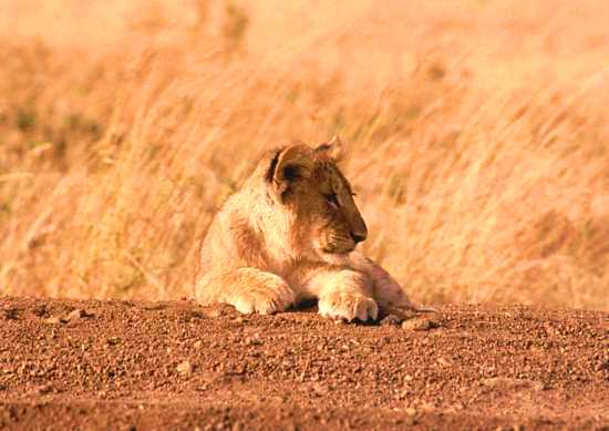 Lion 5