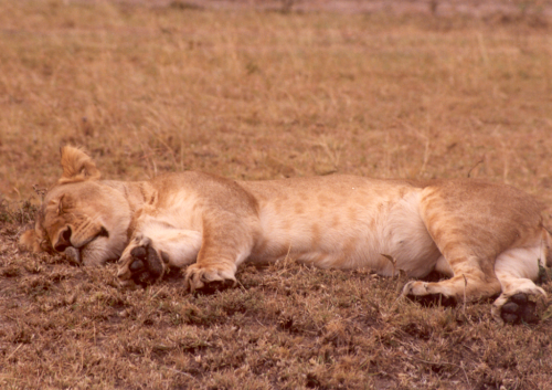 Lion 6