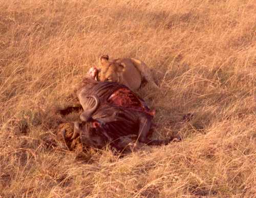 Lion 7