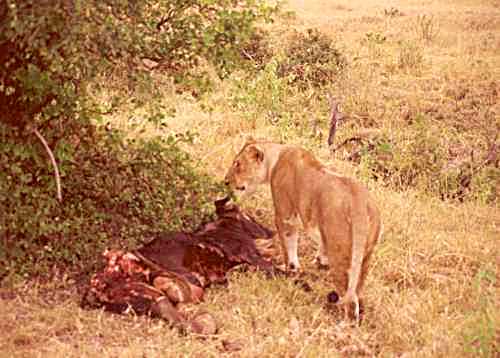 Lion 8