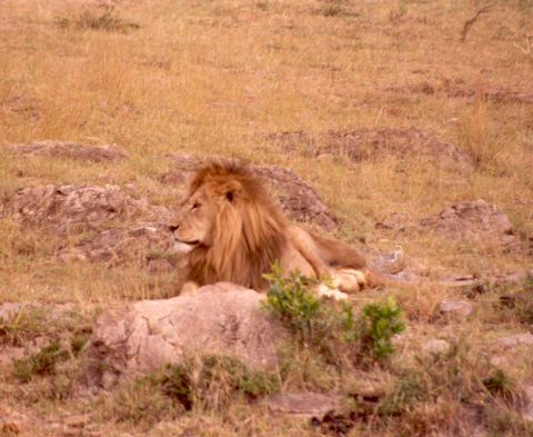 Lion 9