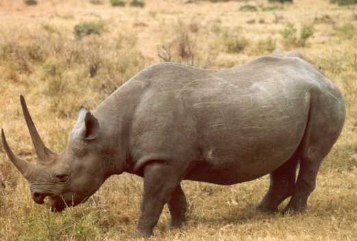 Rhino 1