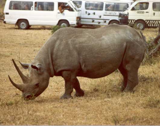 Rhino 2