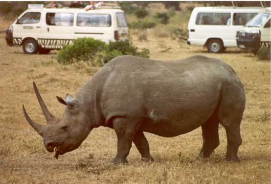 Rhino 3