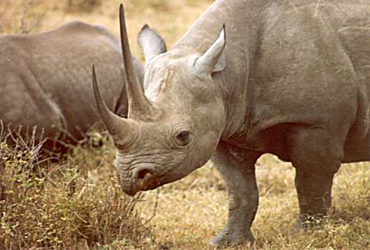 Rhino 4