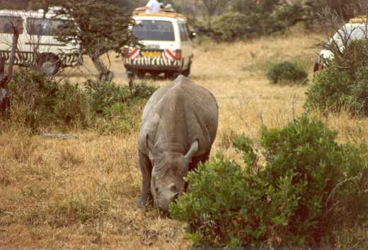 Rhino 5