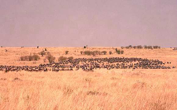 Wildebeest Herd