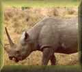 Rhino