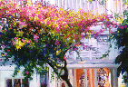 Venetian