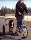DogPoweredScooter.jpg (68979 bytes)
