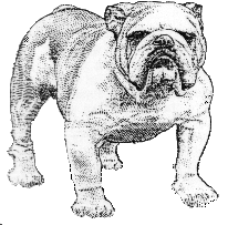 The Bulldog Newsletter