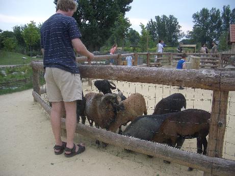 George tending his flock