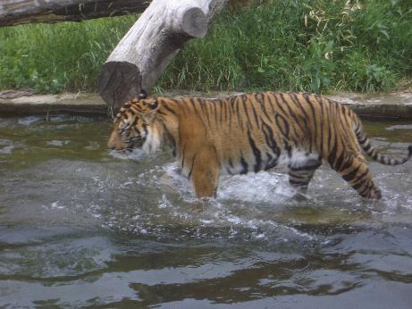 Tiger, tiger!