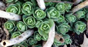 sedum 'autumn joy' ...