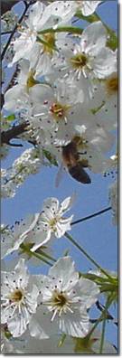 a spring as good as the anticipation of it...