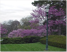 redbuds at the Nelson...