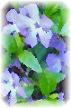 vinca here, confederate jasmine elsewhere...