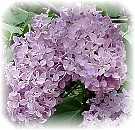 lilacs in the yard...