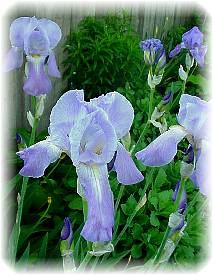 some iris in the west yard...