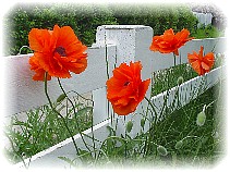 poppies vamping along an alley...