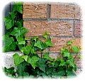ivy and spalling bricks on the front of the fellowship...
