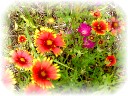 roadside wildflowers...