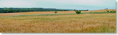 they grow up so quickly...taken yesterday, looking west near noon, a wheat field near the airport