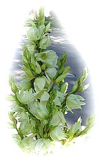 a yucca in bloom yesterday...