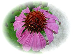 imperfect, but the first of the season. a coneflower in our yard... 