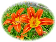 a curbside planting of daylilies...