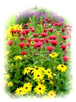 the island bed -- black-eyed susans, monarda, and purple loosestrife...