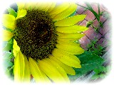 a sunflower from the winter's bird/squirrel feed...