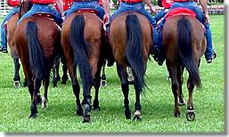 if you're not the lead horse, the view never changes?