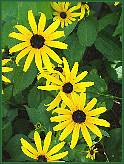 rudbeckia in the front bed...