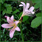 surprise lilies (amaryllis)...