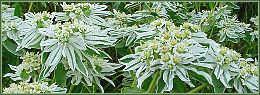 snow-on-the-mountain by the roadside...