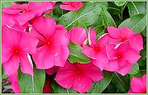 hot pinka vinca...