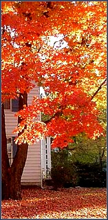 a few blocks away...this tree really was this red when illuminated from behind...