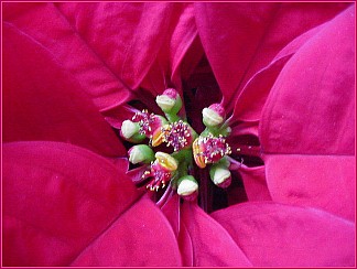 poinsettia...