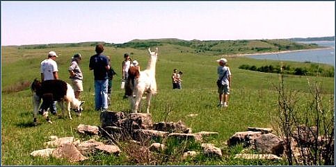 A scout leader's spring photo of the kids and llamas above Carnahan Creek at Tuttle. Taylor is the figurine on the far right.