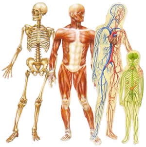 human body image