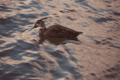 Birds...