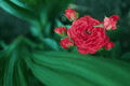 Flowers...