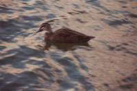 Duck in water...