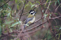 Shrided-tit...