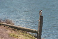 Kingfisher 1...