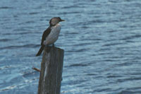 Kingfisher 2...